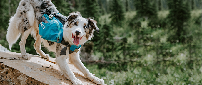 Outward Hound Boulder Adventure Adjustable Dog Harness with Pockets,  Turquoise, Small