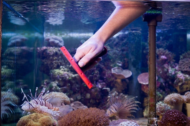 Triumph Scraper 6in Angle Aquarium Triumph with Squeegee in Cap, being used to clean algae and debris from a saltwater aquarium with colorful coral and fish.