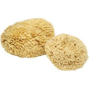 J.Racenstein Florida Natural Sea Sponge, two beige natural sea sponges with a soft, porous texture for bathing and skincare.