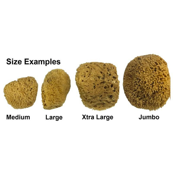 J.Racenstein Florida Natural Sea Sponge, image showing different size options including Medium, Large, Xtra Large, and Jumbo.
