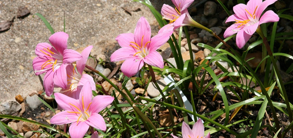 Southern Bulb Company flower bulbs