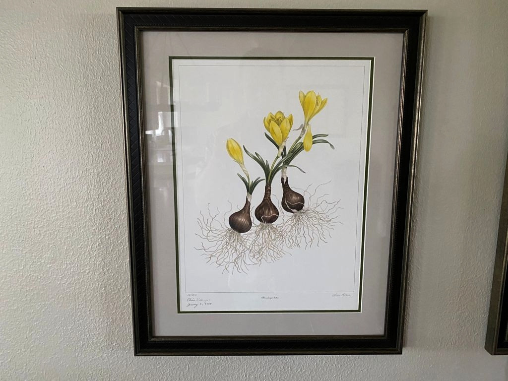 Sternbergia lutea Art The Southern Bulb Co.