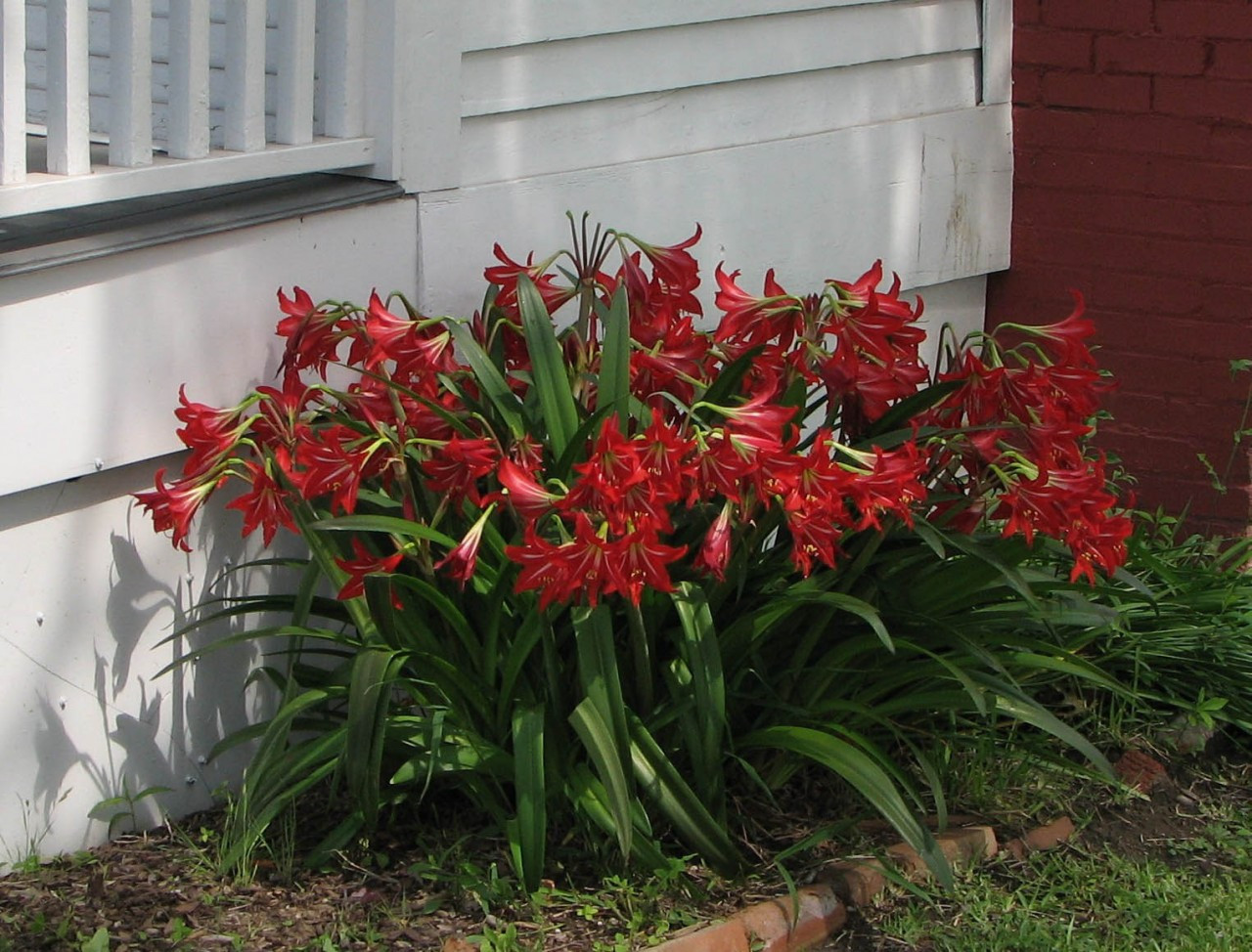 Hardy Amaryllis (Hippeastrum x johnsonii)
