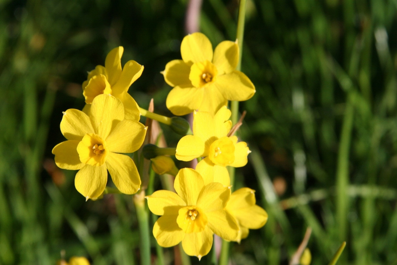 narcissus jonquilla