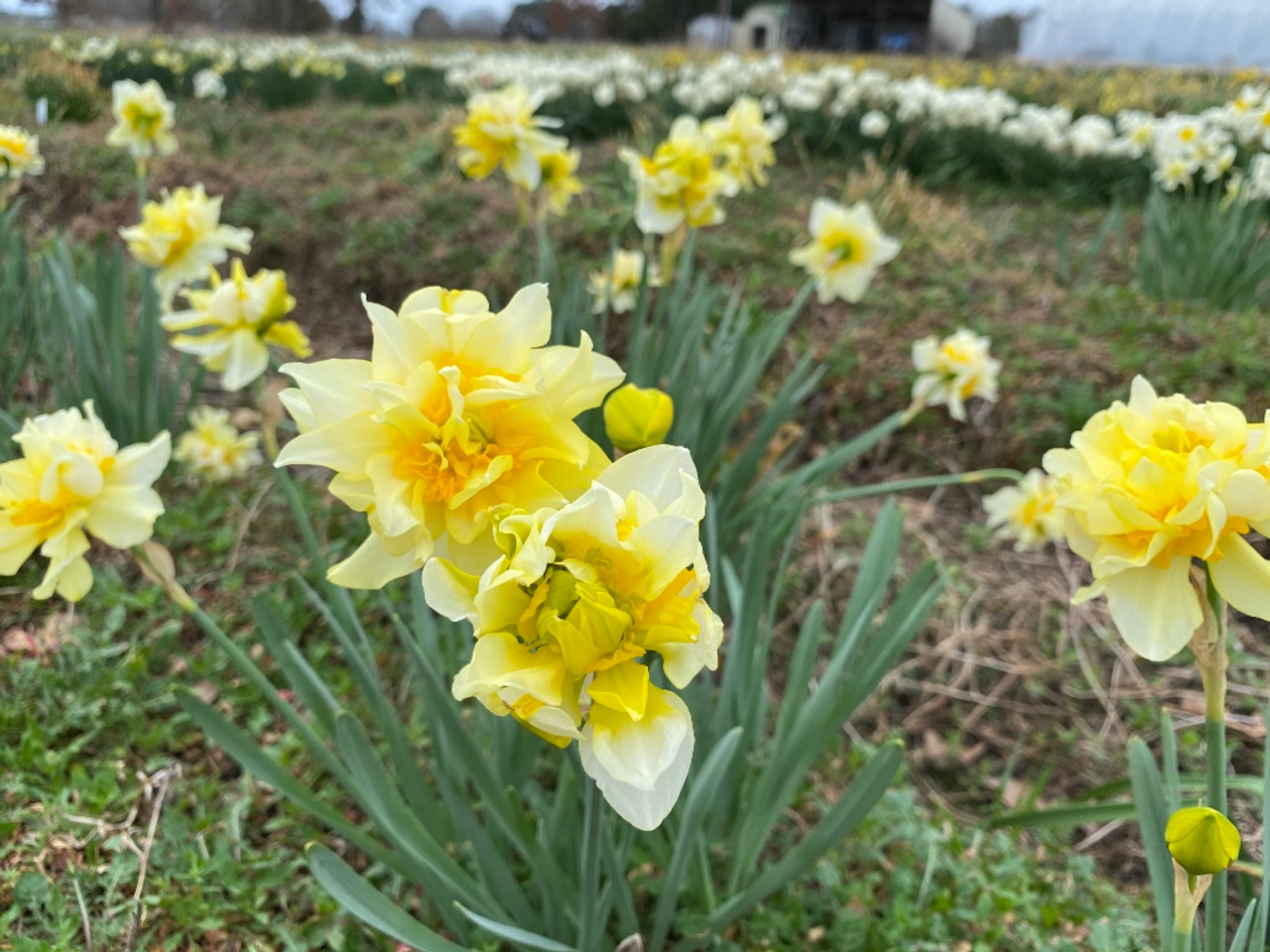 Narcissus x 'Butter and Eggs' Southern Perennial
