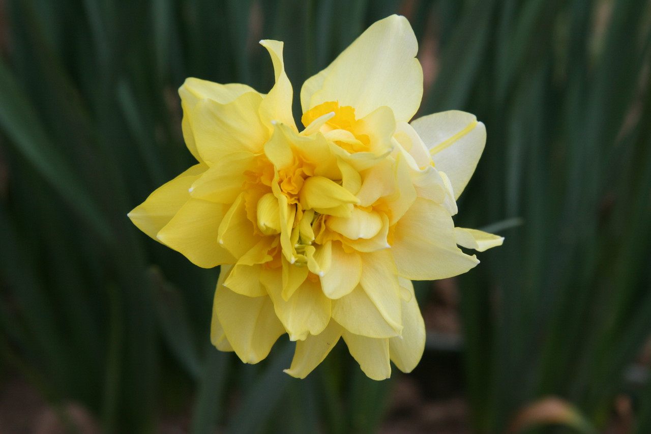 Narcissus x incomparabilis &lsquo;Butter and Eggs&rsquo; - Southern Perennial
