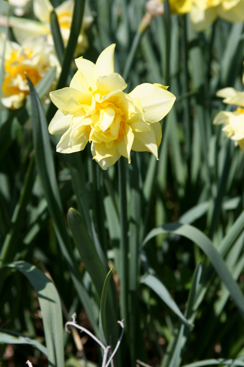 Narcissus x 'Butter and Eggs' Southern Perennial