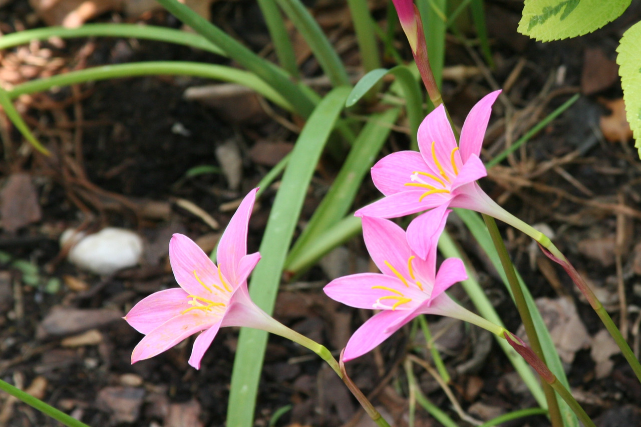 Zephyranthes grandiflora 'Pink Rain Lily' Southern Perennial Bulb
