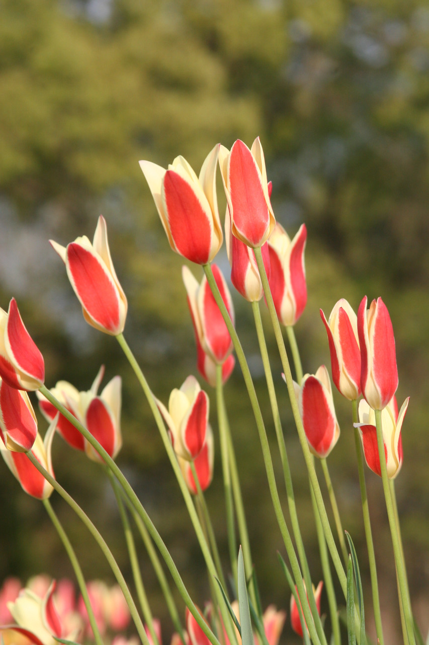Tulipa clusiana 'Tinka' Southern Bulb Company