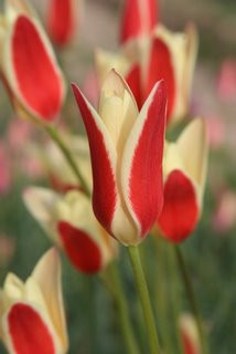 Tulipa clusiana 'Tinka' Southern Bulb Company