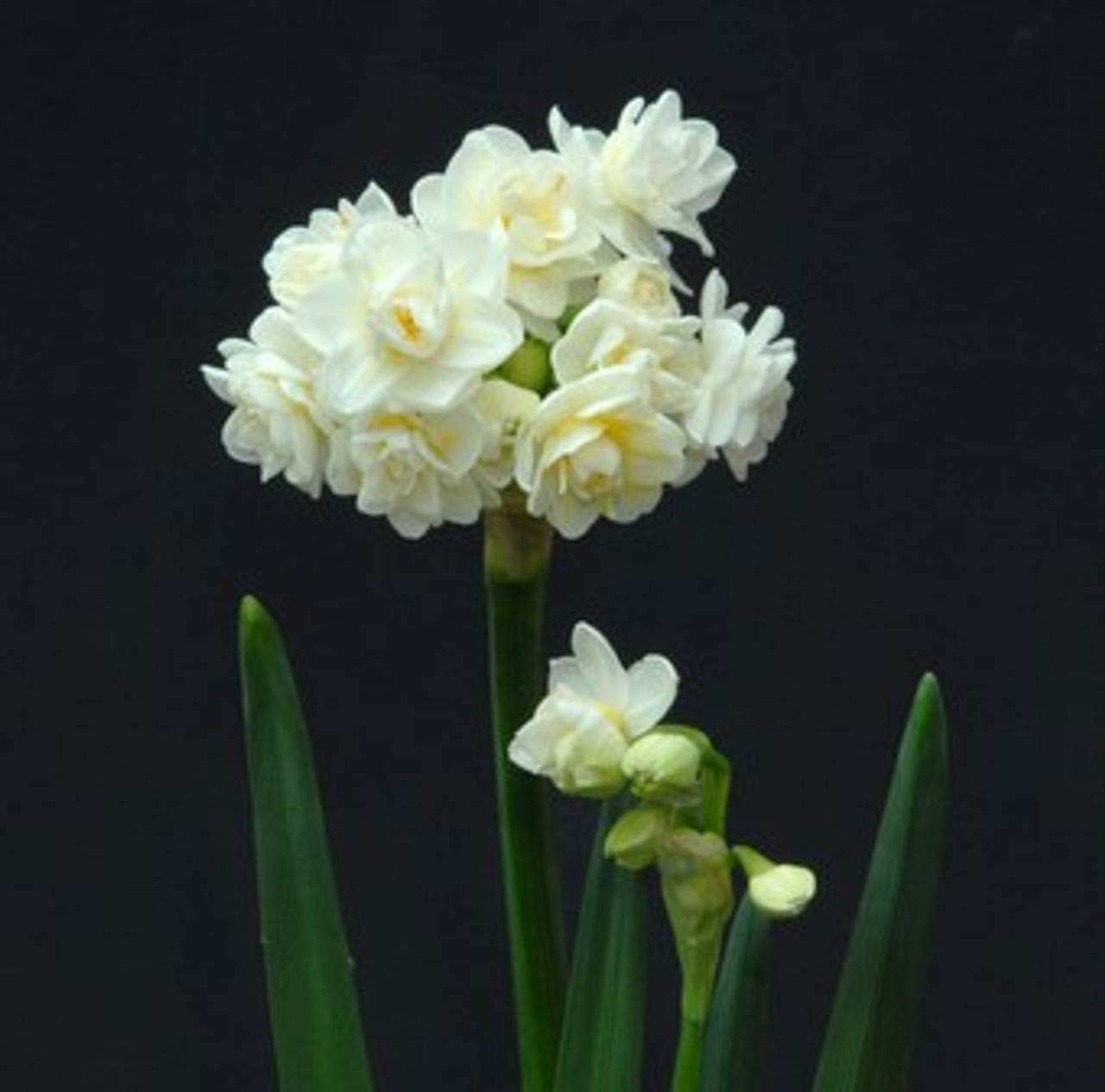 Narcissus tazetta 'Erlicheer' - Southern Perennial Daffodil Bulb