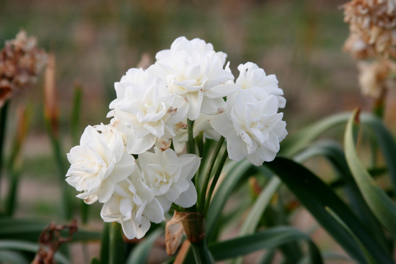 Narcissus tazetta 'Erlicheer' Southern Perennial Daffodil Bulb