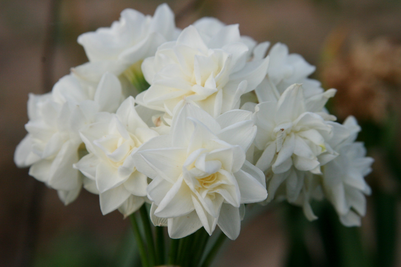 Narcissus tazetta 'Erlicheer' Southern Perennial Daffodil Bulb