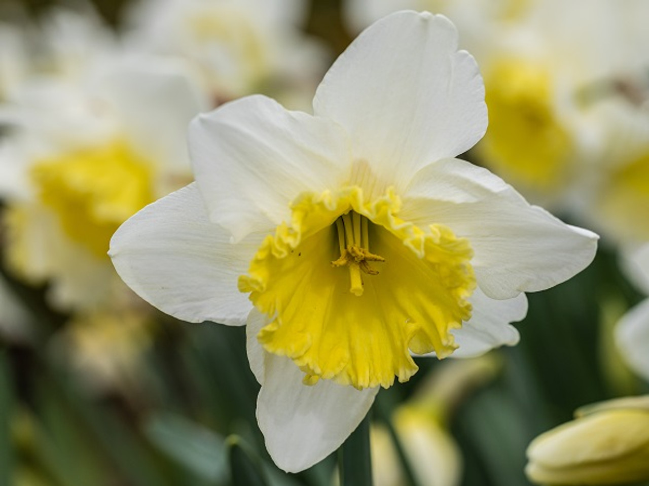 Narcissus ‘Ice Follies’ Southern Perennial Daffodil Bulbs