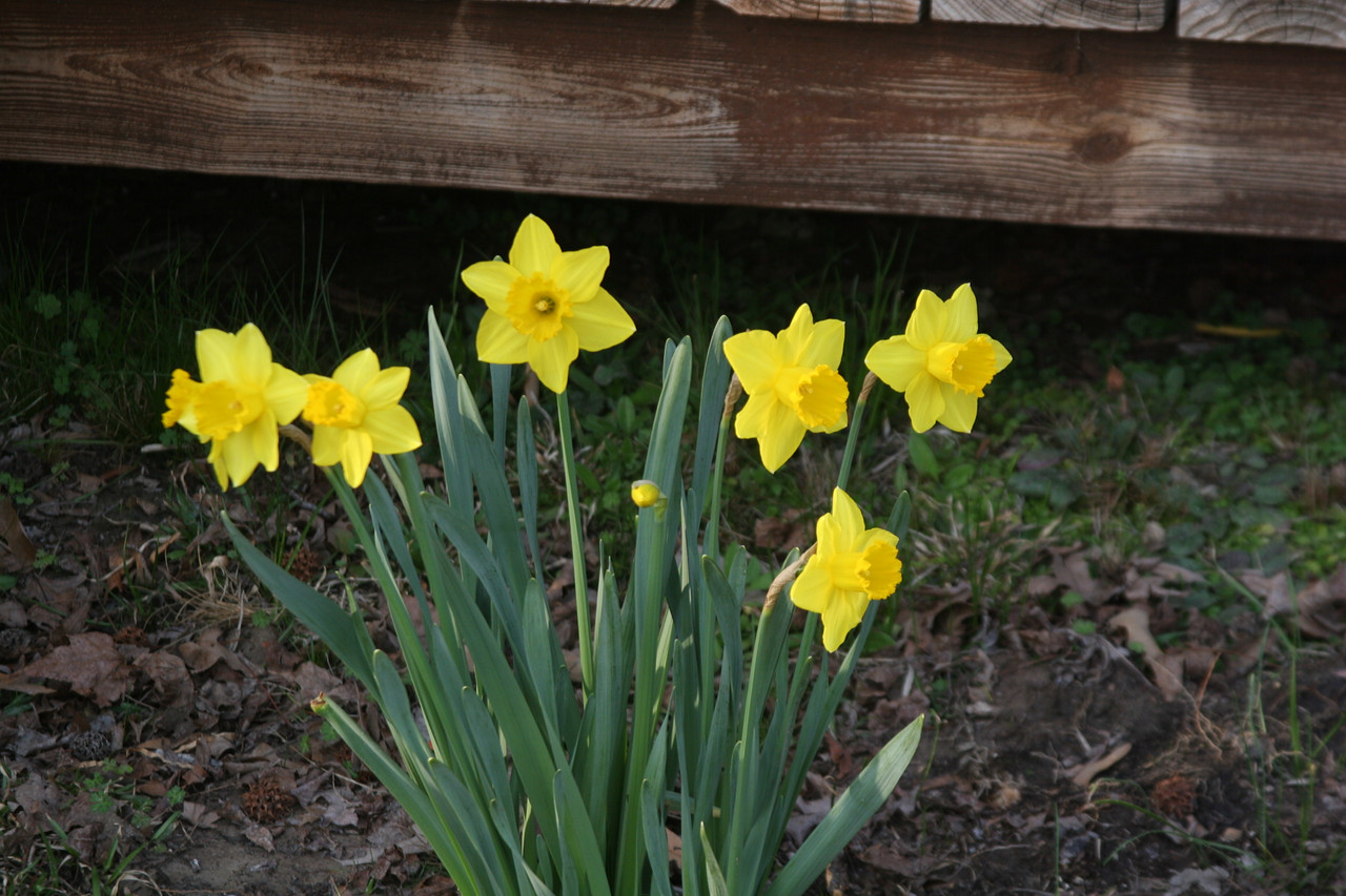 Narcissus 'Carlton' Southern Perennial Daffodil Bulb