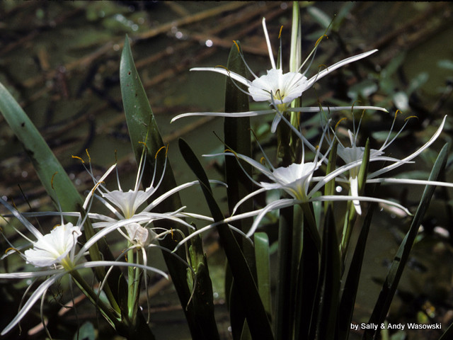 Texas Spider Lily, White Spider Lily, or Marsh Lily