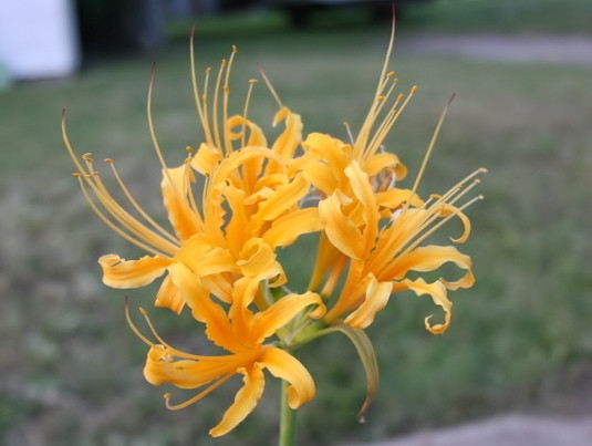 The Yellow Spider lily, Hurricane lily or Surprise lily