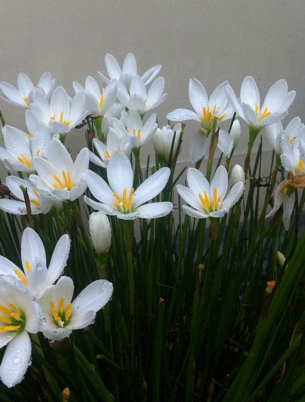 Zephyranthes candida - White Rain Lily - Southern Perennial