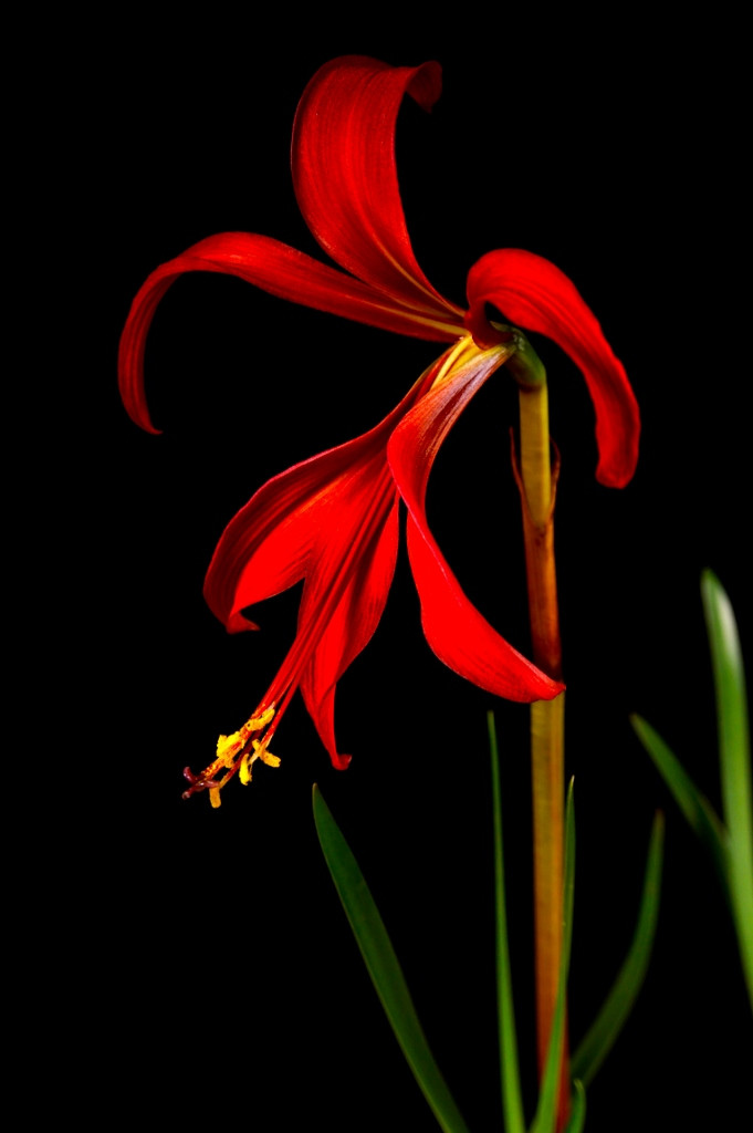 Sprekelia sp. Aztec Lily