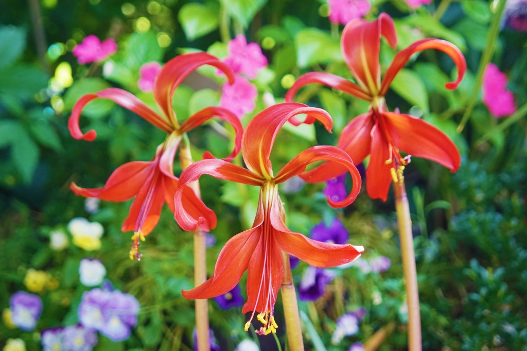 Sprekelia sp. Aztec Lily