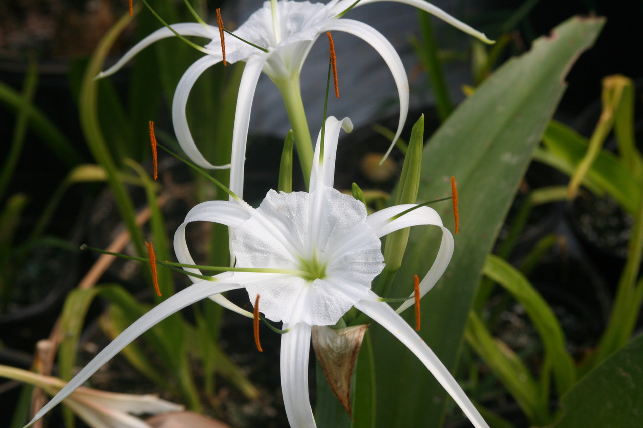 Hymenocallis &lsquo;Tropical Giant&rsquo; &ldquo;white Spider Lily&rdquo; - Southern Perennial Bulb