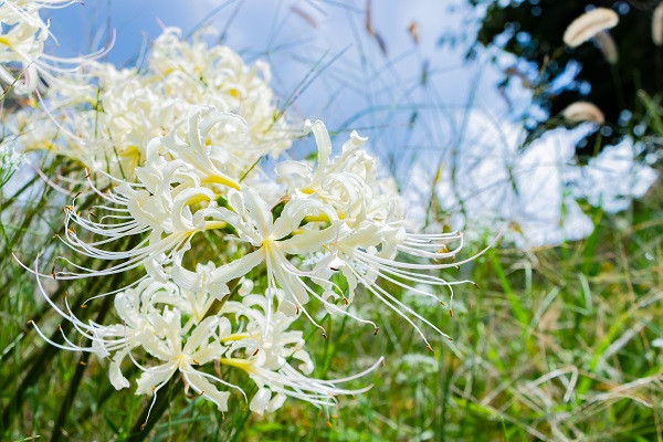 White Spider Lily (Lycoris albiflora) Southern Bulbs