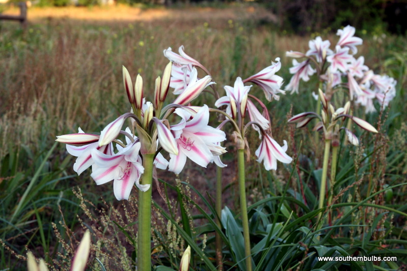 Crinum 'Milk & Wine' Lily