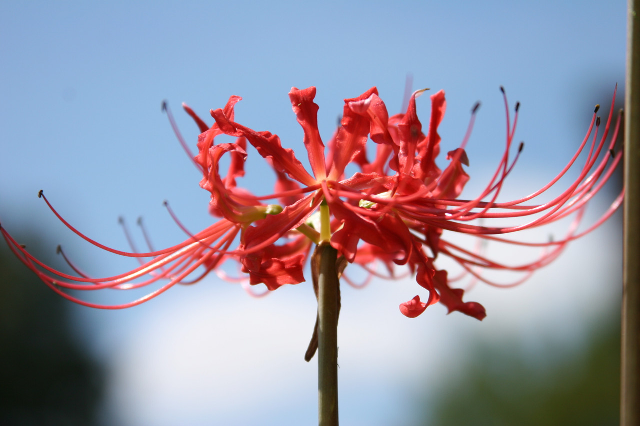 Red Spider Lily, Lycoris radiata, heirloom bulbs