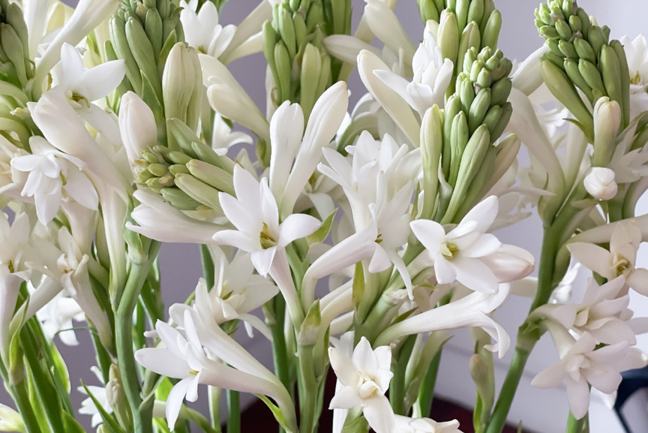 Polianthes tuberosa 'Tuberose' Southern Perennial Plants