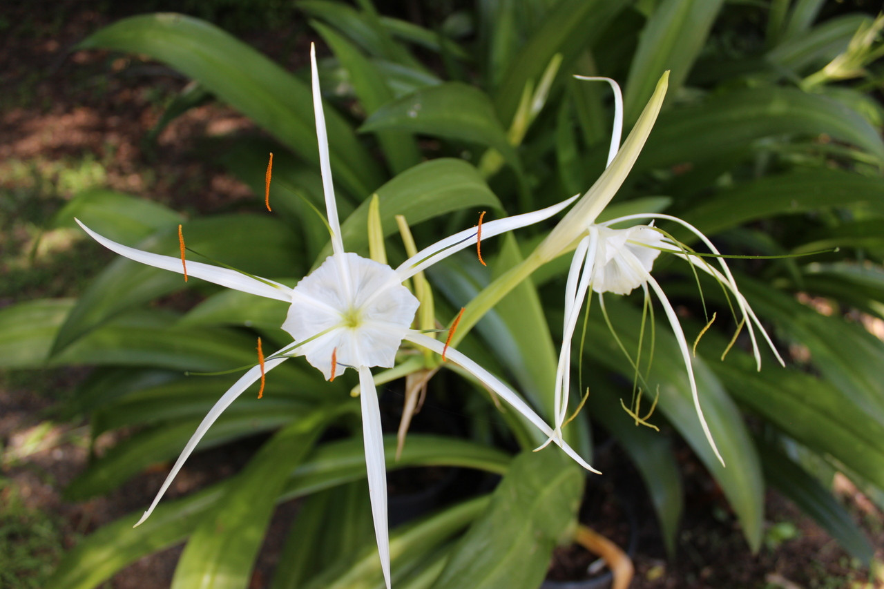Hymenocallis 'Super Star' - 1 - 2 gallon pot - The Southern Bulb Co.