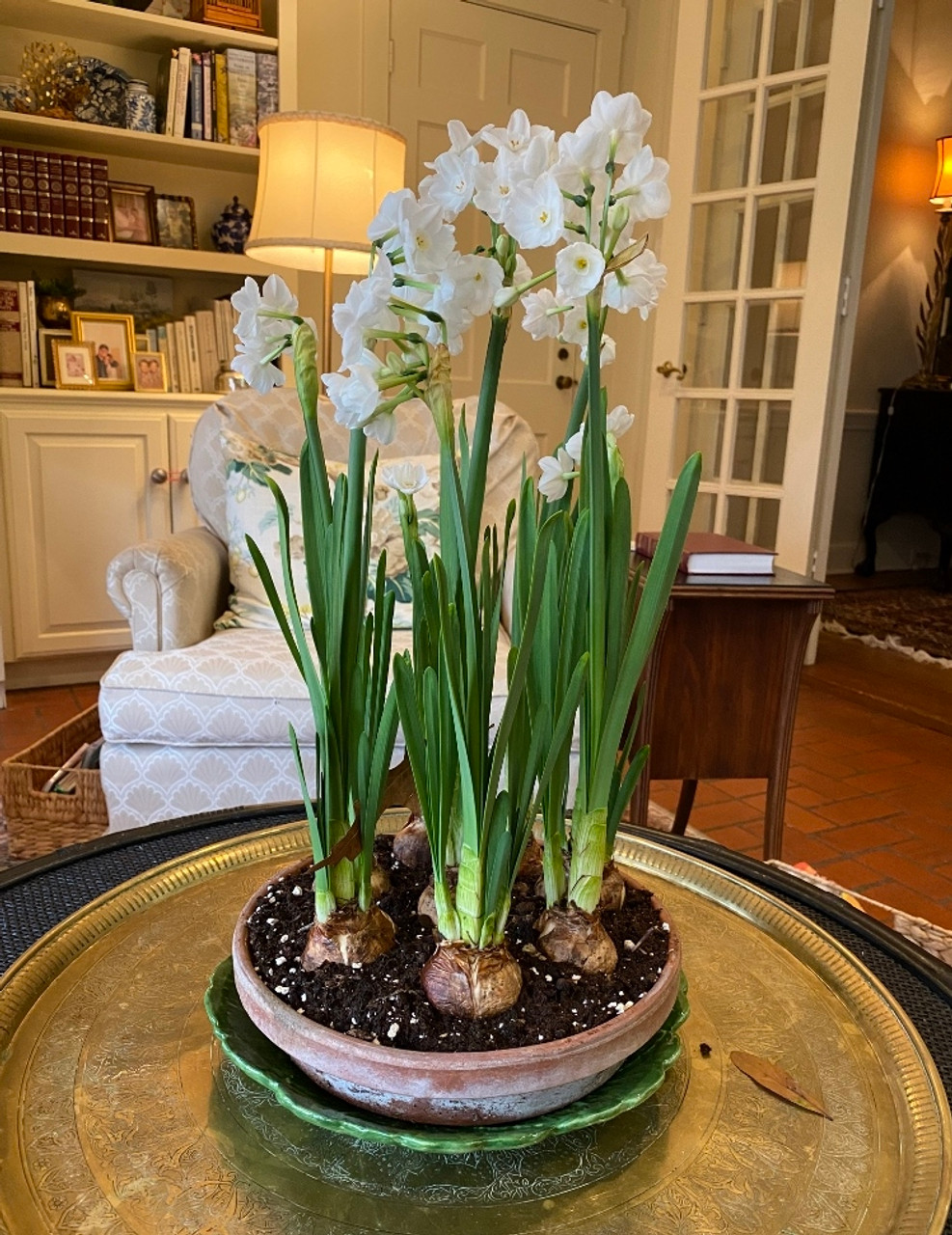 Paperwhite for Forcing Narcissus 'Ziva'