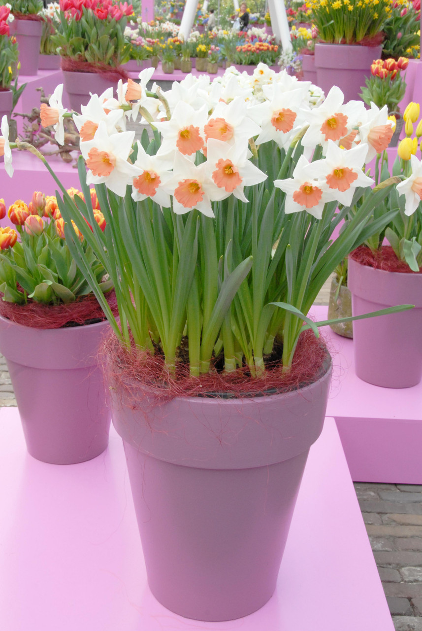 Narcissus 'Accent' Southern Perennial Daffodil Bulb