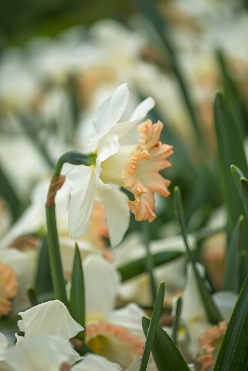 Narcissus 'British Gamble' Southern Perennial Daffodil Bulb
