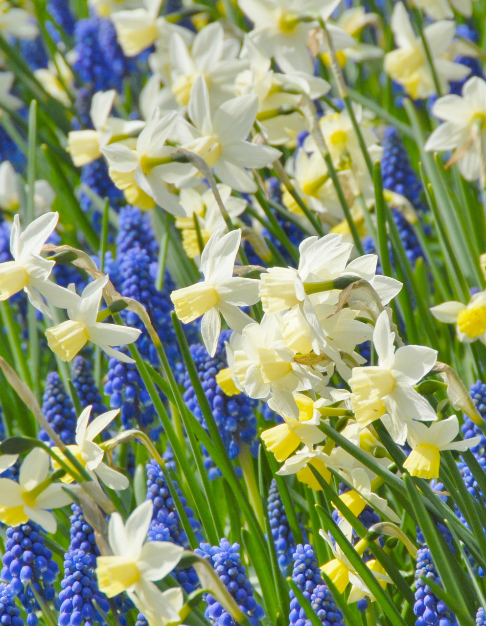 sailboat daffodil bulbs