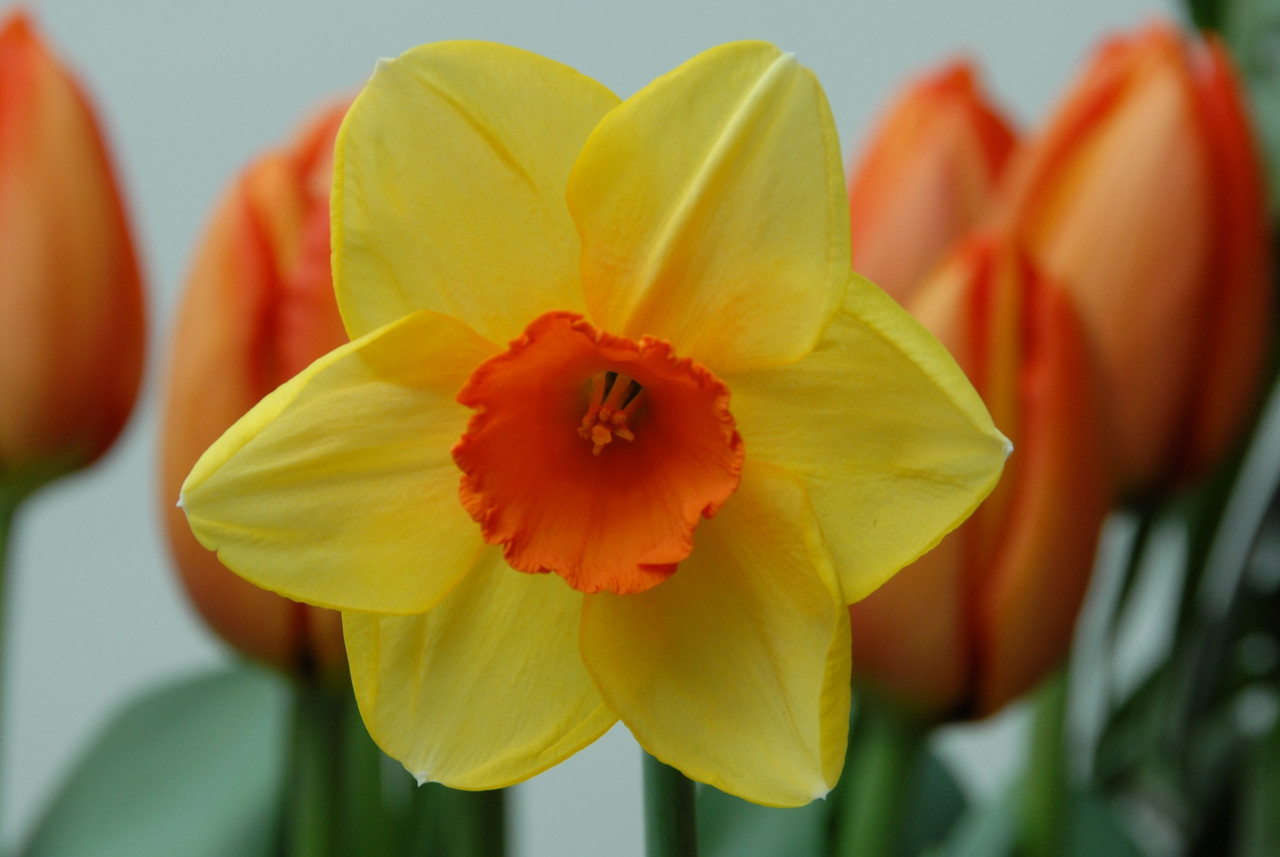 Narcissus 'Monal' Southern Perennial Daffodil Bulb
