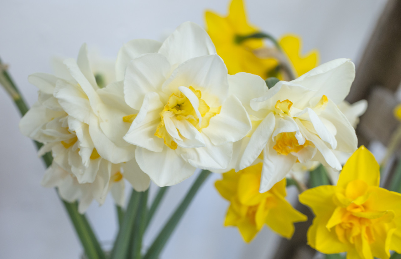 White Lion - Daffodil Bulbs (Double), Flower Bulbs