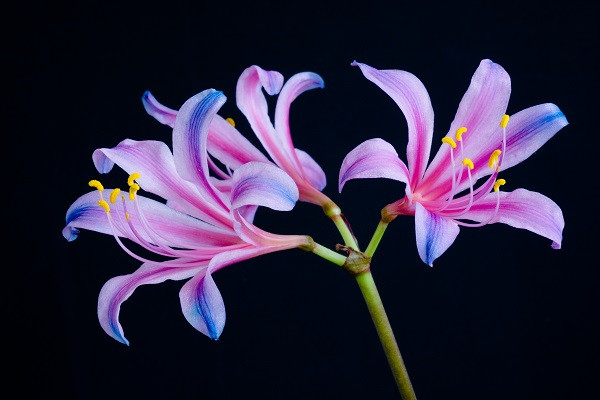 Electric Blue Spider Lily (Lycoris sprengeri)