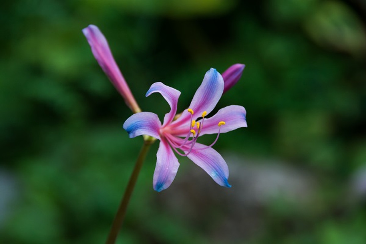 Lycoris sprengeri (Electric Blue Spider Lily)