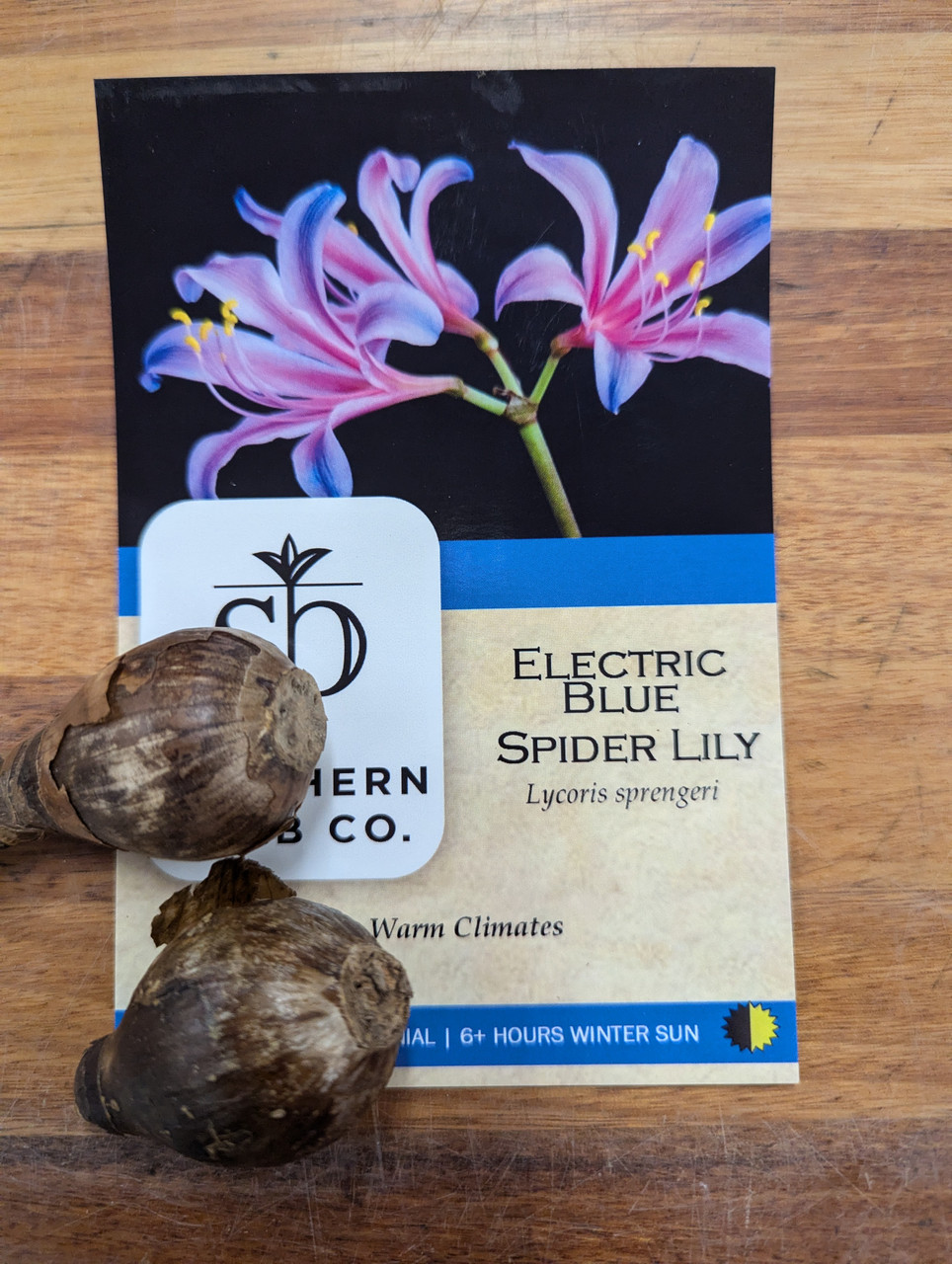 Electric Blue Spider Lily (Lycoris sprengeri)