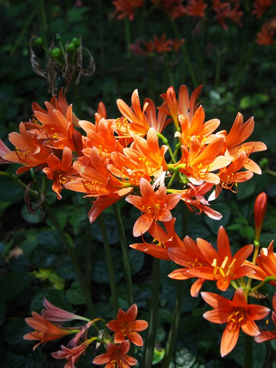 Orange Spider Lily (Lycoris sanguinea)