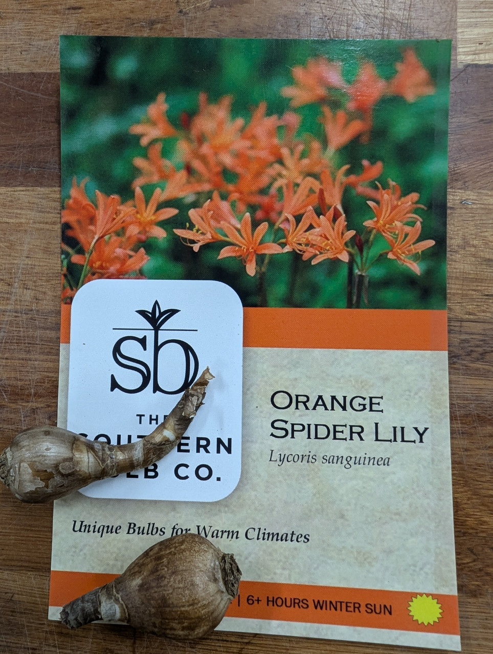 Orange Spider Lily (Lycoris sanguinea)