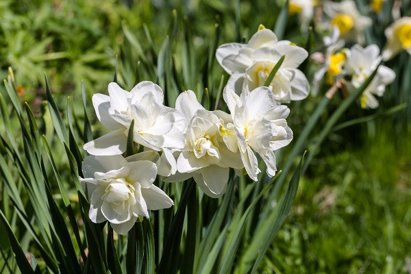Narcissus 'Rose of May' Southern Daffodil Bulb