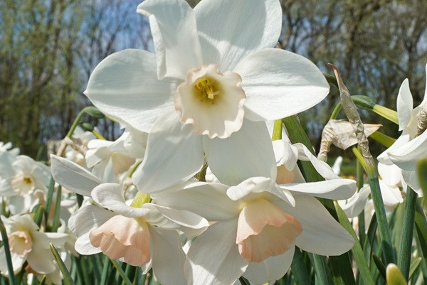 Narcissus 'Amore Mio' Southern Daffodil Bulb