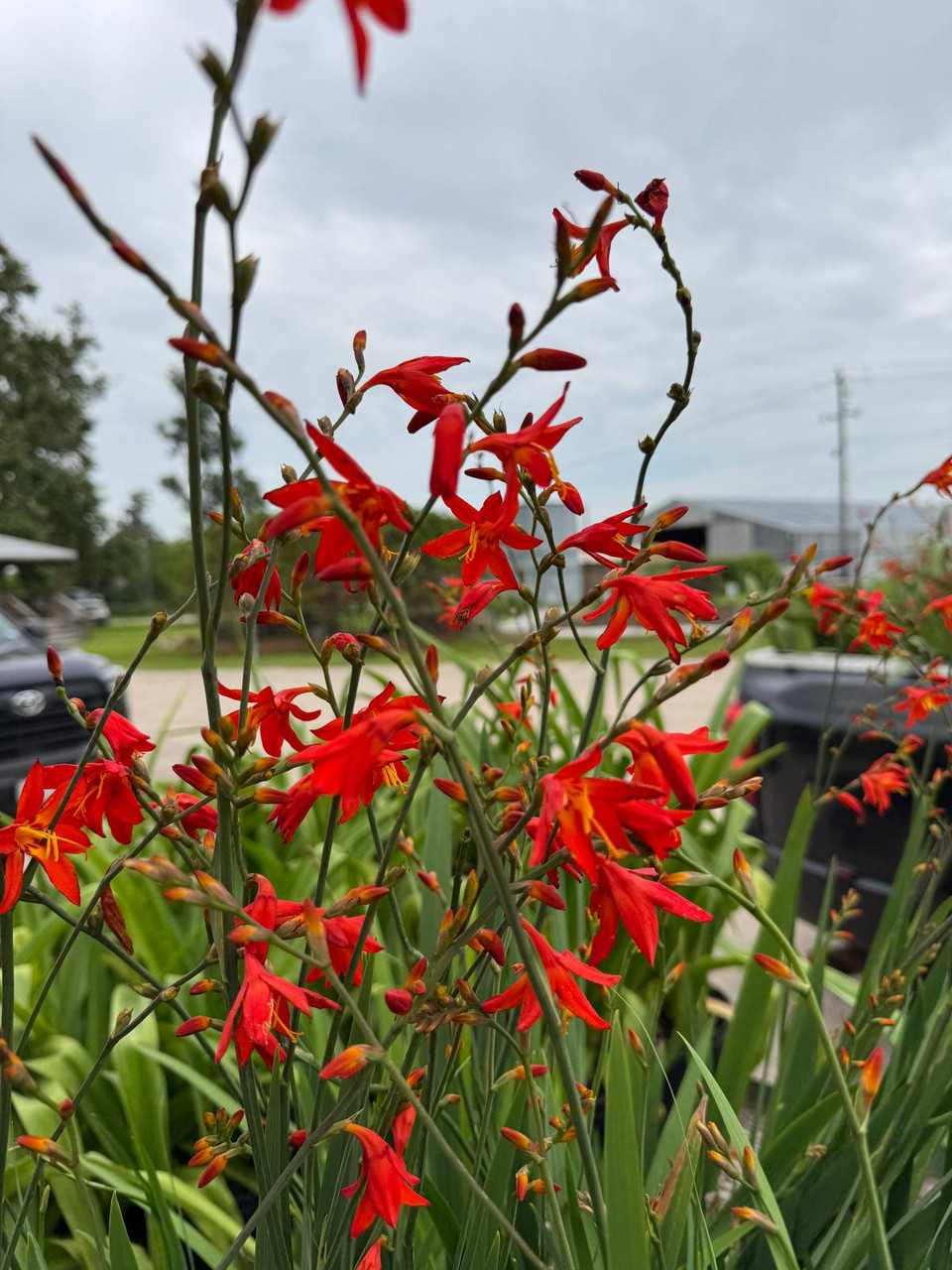 Emily 3点 ジャスミンデザンジュ ホーリーピオニー メディナグロウ Crocosmia 'Emily McKensie'