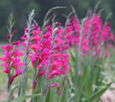 Gladiolus byzantinus 'Byzantine Gladiolus' - 3 bulbs