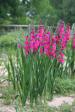 Gladiolus byzantinus 'Byzantine Gladiolus' - 3 bulbs