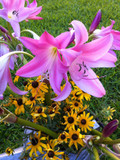 Crinum 'Bradley' (Regular) - 1 bulb