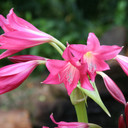 Crinum 'Ellen Bosanquet' (Small) - 1 bulb