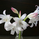 Crinum Mrs. James Hendry (Small) - 1 bulb