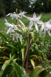 Crinum 'Summer Nocturne' - 3 bulbs